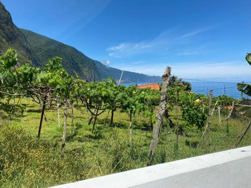 a bunch of vines on the side of a road at Ocean Garden, 4 units by the ocean in São Vicente