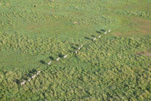 Gallery image of Kitumo Mara Lodges in Mara Simba