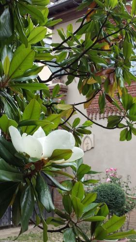 a white flower on a tree with green leaves at B&B San Martino in Mede