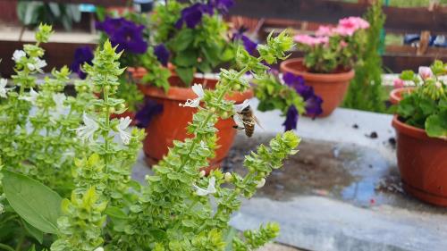 a bee on a plant with flowers in pots at Cazare la fermă in Galeşu