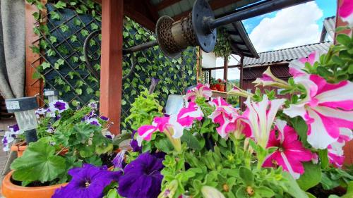 a group of flowers in pots next to a wall at Cazare la fermă in Galeşu