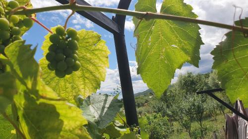 a bunch of green grapes hanging from a plant at Cazare la fermă in Galeşu