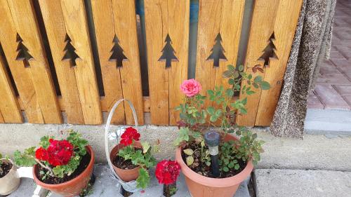 a group of potted plants in front of a fence at Cazare la fermă in Galeşu