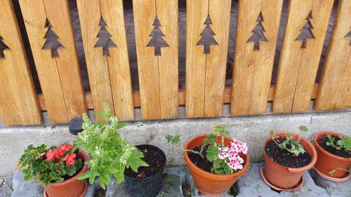 a group of potted plants in front of a fence at Cazare la fermă in Galeşu