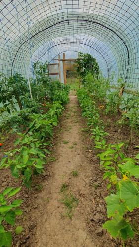 a greenhouse with a dirt path in a field of plants at Cazare la fermă in Galeşu