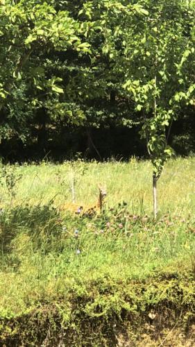 a deer laying in the grass in a field at Seosko domacinstvo Becirovic - Kukulik lodgings in Bijelo Polje