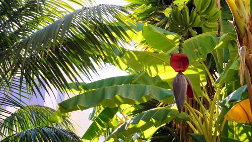 a banana tree with a red flower and a bunch of bananas at Apartamentos StarNerja II in Nerja