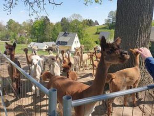 a person feeding a group of animals behind a fence at Ferienhaus Alpaka Glück in Frauenstein