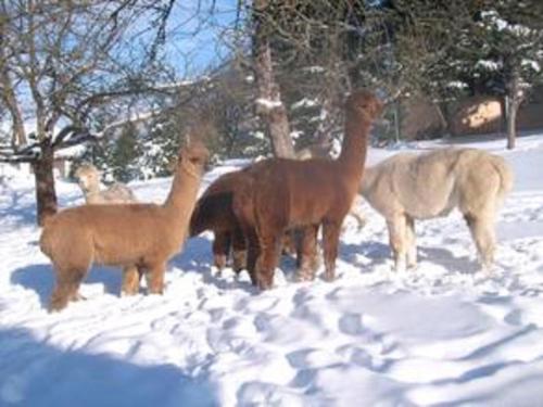 a group of horses standing in the snow at Ferienhaus Alpaka Glück in Frauenstein