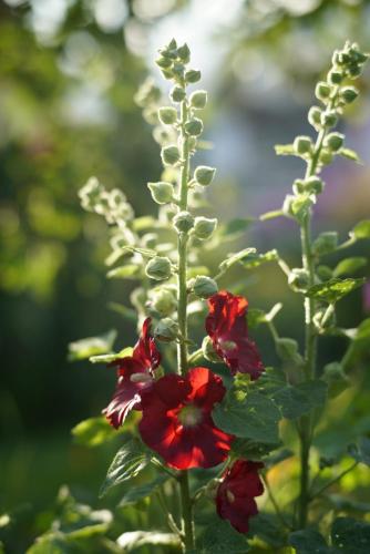 a group of red flowers on a plant at Садиба Файна Гофа in Verkhovyna