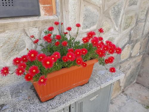 an orange pot of red flowers on a ledge at House Vittone Venaria Reale in Venaria Reale