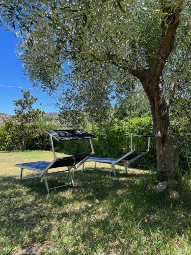 un tavolo da picnic e una panca sotto un albero di Casa Colleverde a Matonti