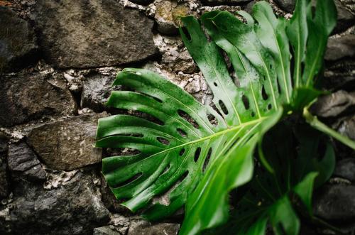 a green plant laying on the ground at Anzan Atitlan in San Marcos La Laguna