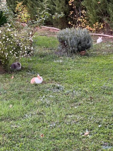 three birds in the grass in a yard at El BURGO DE OSMA ALOJAMIENTO RURAL VILLA BAGH in El Burgo de Osma
