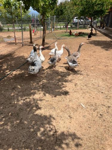 a group of ducks walking around in a park at El BURGO DE OSMA ALOJAMIENTO RURAL VILLA BAGH in El Burgo de Osma