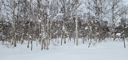 Το El Cosmo Lodge, Niseko τον χειμώνα