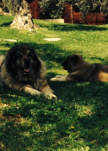 two dogs laying in the grass in the grass at I Giardini Di Margius in Itri