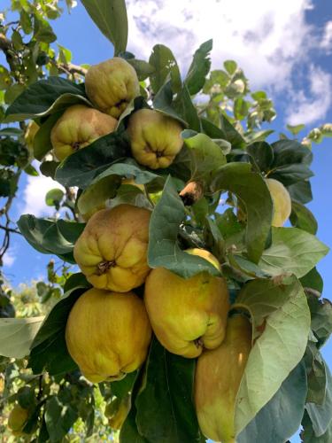a bunch of yellow fruit growing on a tree at Podere Cerciano in Radicondoli