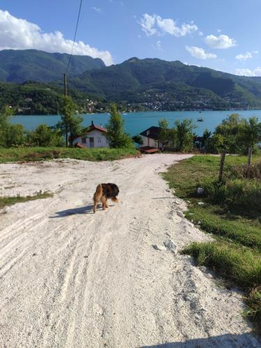 a dog walking on a dirt road next to a lake at Baraka Donja Gorica - Jablaničko jezero in Konjic