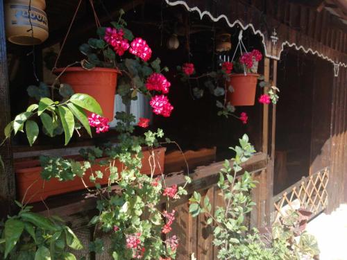 Κήπος έξω από το Casa Agroturistică Teodora