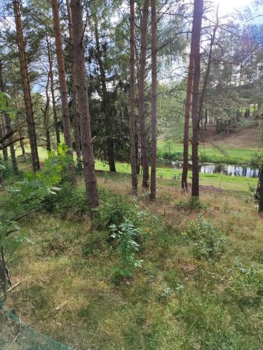 a forest with trees and a body of water at Osada Rolbik in Leśno