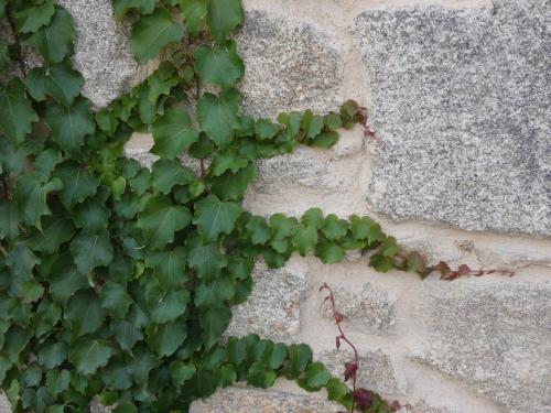 a green plant growing on a stone wall at LA ALCOBA DE SAYAGO in Bermillo de Sayago