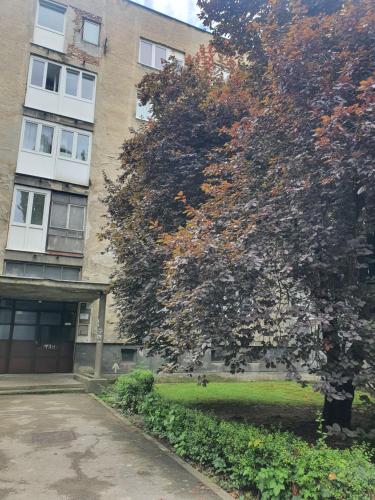 a large tree in front of a building at Sarajevo Charm Apartment in Sarajevo