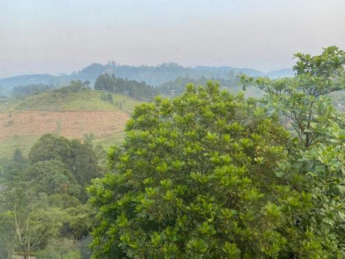 a group of trees in front of auliculiculiculiculiculiculiculic at Elegant Hotel in Bandarawela