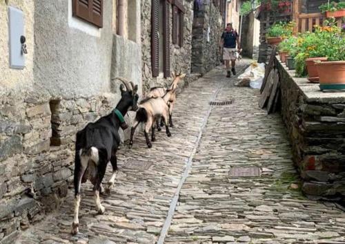 a group of goats walking down a stone street at Casa Matilde Home Restaurant Hotel in Curiglia