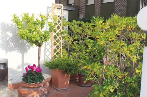 a group of potted trees and plants in pots at Arcangelo Roof Hotel in Rimini