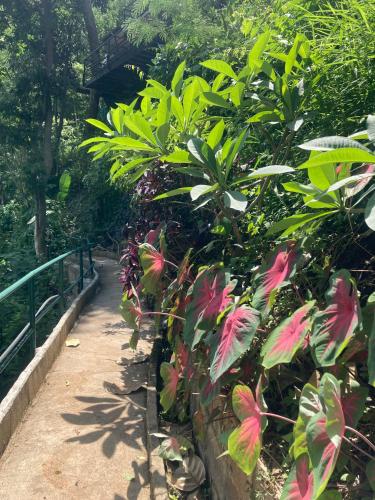 Taman di luar Maesa Greenery Hill SHA