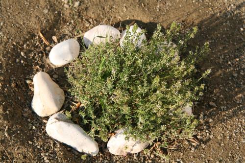 a group of rocks and a plant in the dirt at Asterias in Skiros
