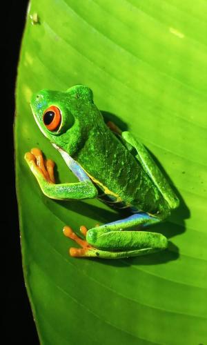 a green frog sitting on a green leaf at Gran Gavilán del Sarapiquí Lodge in Sarapiquí