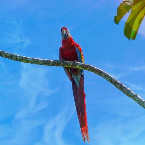 a red bird sitting on a tree branch at Gran Gavilán del Sarapiquí Lodge in Sarapiquí