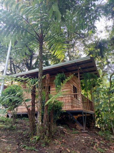a wooden house with a palm tree in front of it at EcoaldeaHotel Aguaviva2 in Aranzazu