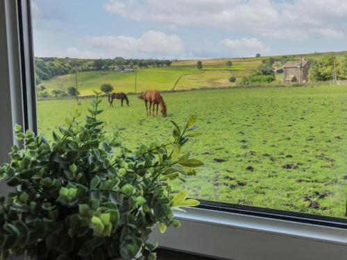 a window view of horses grazing in a field at Prospect Cottage in Sowerby Bridge