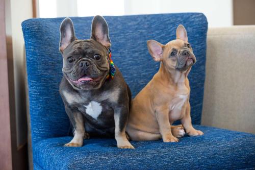 two dogs are sitting on a blue chair at Hilton Garden Inn - Salt Lake City Airport in Salt Lake City