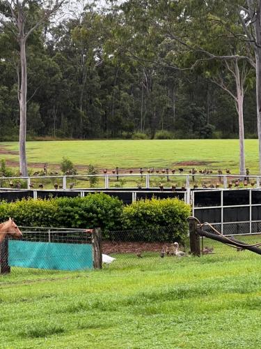Gambar di galeri bagi Sunrise Quarter Horse Stud di Cordalba