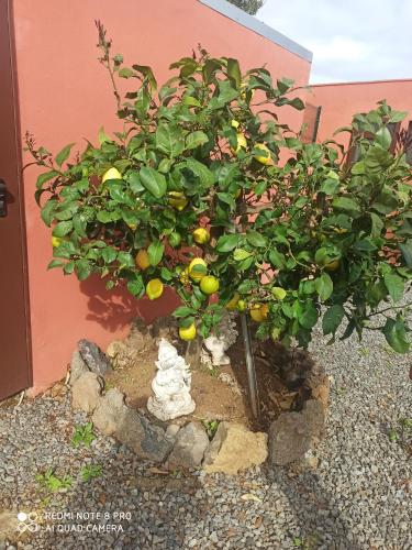 a small lemon tree in front of a building at Cabano beach in Tangier