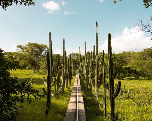 a row of saguaro crosses a wooden path at Hacienda San Antonio Millet in Tixkokob