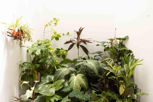 a bunch of plants on a wall at Lotus Colombo Guesthouse in Colombo