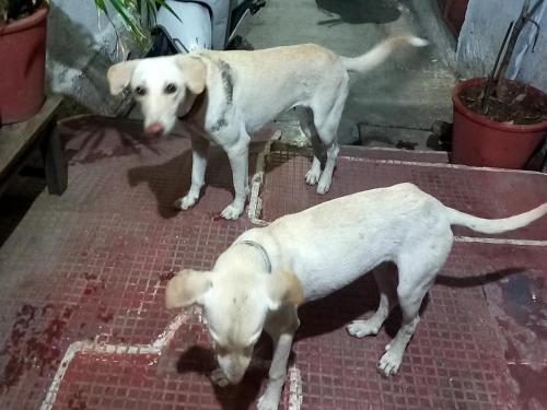 Mascotas con sus dueños en Nandini Paying Guest House