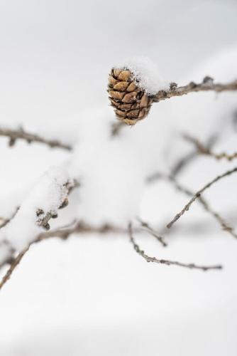 a pine cone on a tree branch in the snow at MANGGEI-BAU Appartements und Studios in Obertauern