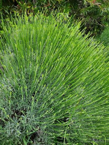 a large green plant sitting in a garden at Rêve en Lubéron in Lauris
