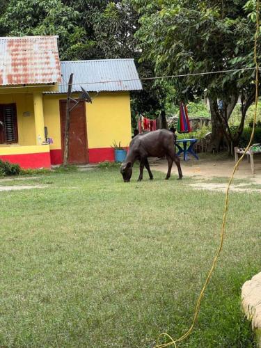 a cow grazing in the grass in front of a house at Good Karma Homestay in Bhurkīā