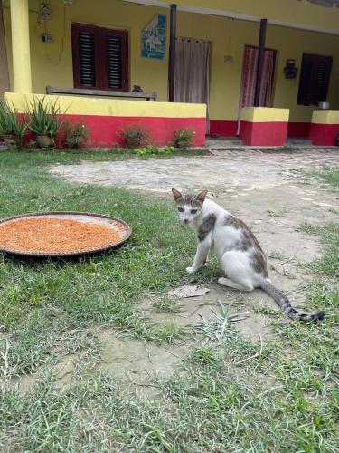 a cat sitting in the grass next to a grate at Good Karma Homestay in Bhurkīā