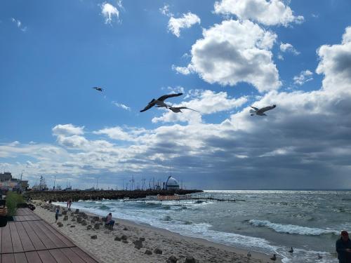 two birds flying over a beach with the ocean at Apartament HEL in Hel