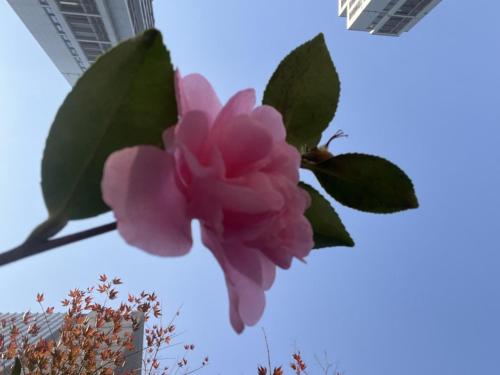 a pink flower with a bee on top of it at GreenTree Eastern Hotel Yiwu International Trade City in Yiwu
