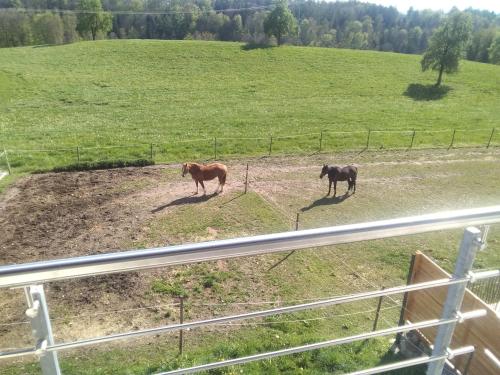 two horses standing in a field next to a fence at Wohnung mit Ausblick in Ravensburg