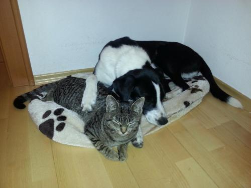 a dog and a cat laying on a dog bed at Haus Höll Herta in Hallstatt
